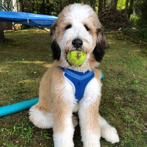 Meet your Posher, Emma